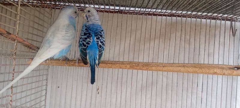 budgie for sale 1