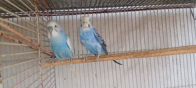 budgie for sale 2