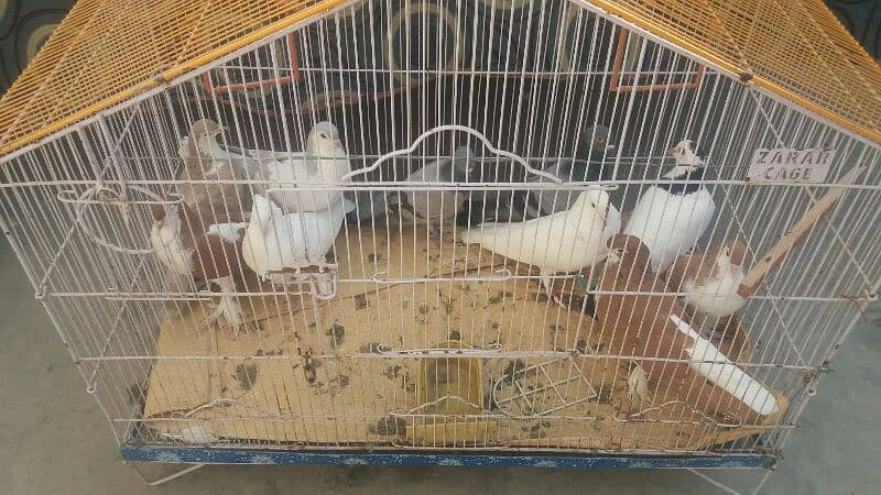 10 pigeons 4 pairs 2 male    2000 per pair and 2 male 2000 0