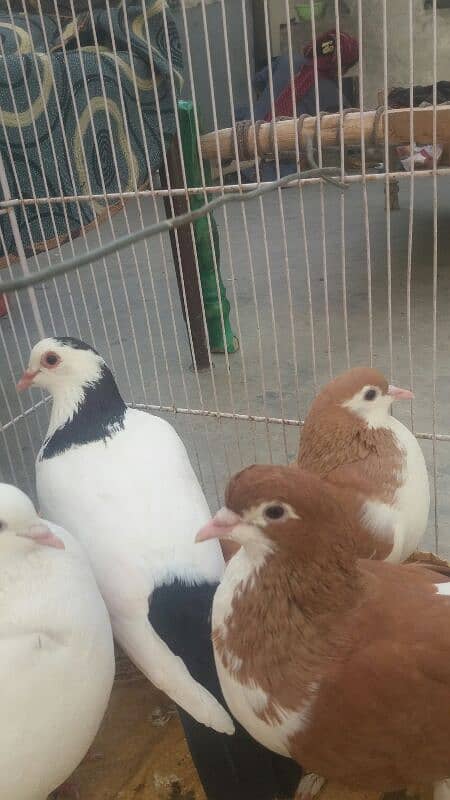 10 pigeons 4 pairs 2 male    2000 per pair and 2 male 2000 2