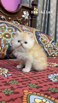 Persian Kitten