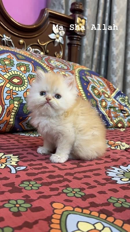 Persian Kitten 0