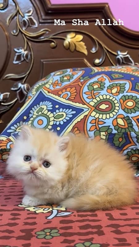 Persian Kitten 1