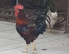 Desi Murga and Murgi, Home Breed Cock and Hen