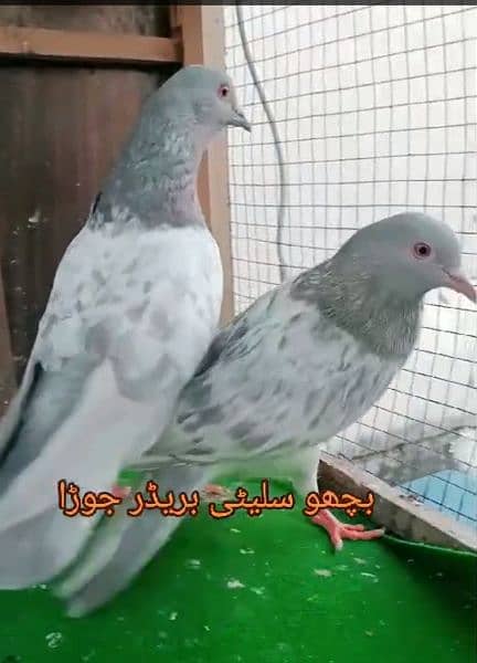 high flyer pigeon  kabootar 2