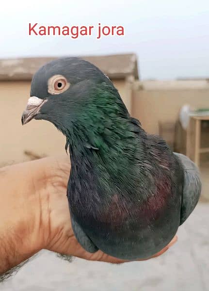 high flyer pigeon  kabootar 3