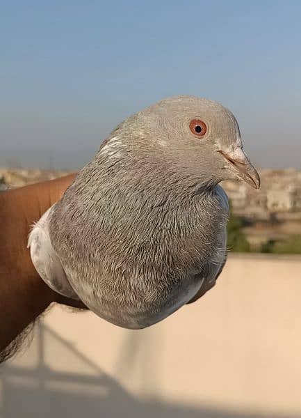 high flyer pigeon  kabootar 4