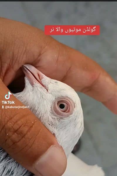 high flyer pigeon  kabootar 5