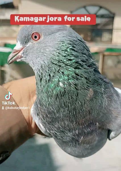 high flyer pigeon  kabootar 10