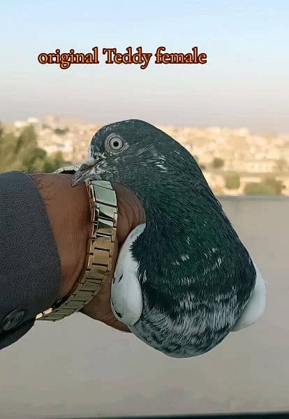 high flyer pigeon  kabootar 17