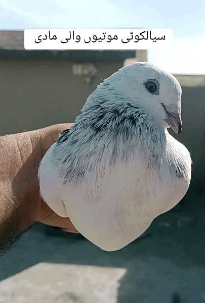 high flyer pigeon  kabootar 19