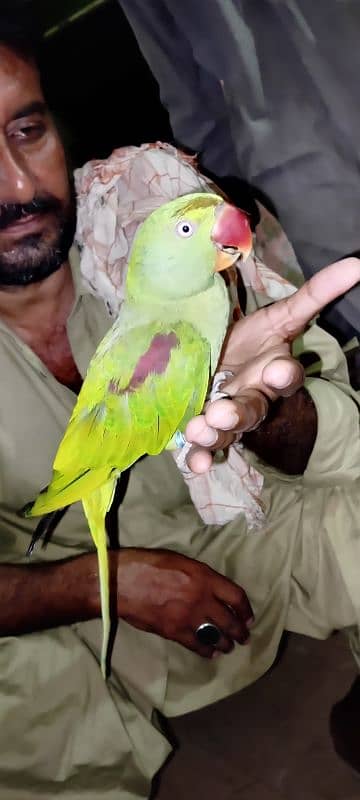 Speaking parrot 0