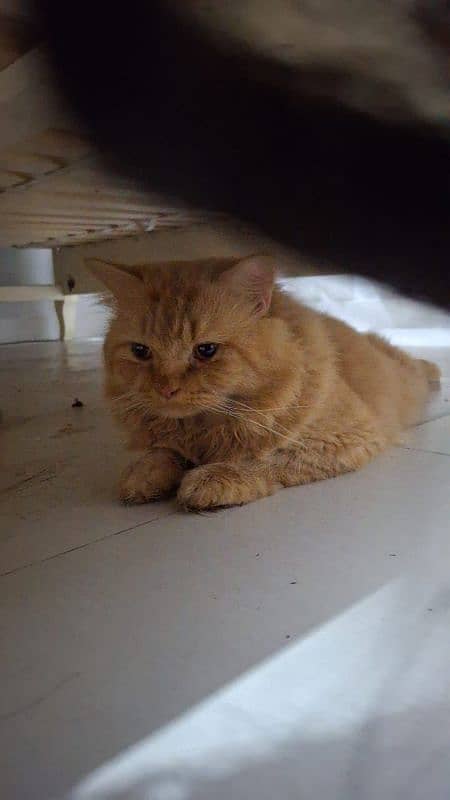 Persian Cat Male Triple coated 2