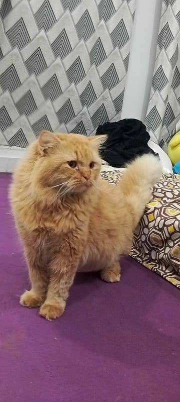 Persian Cat Male Triple coated 5