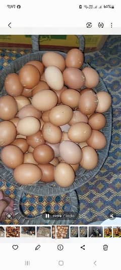 Pure Lohman brown hens Fertile Eggs for sale