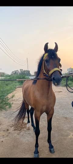 makda ghoda for sale location Karachi title horse