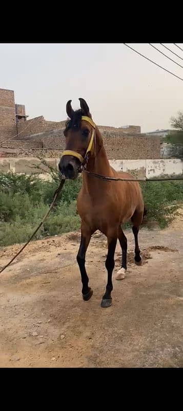 makda ghoda for sale location Karachi title horse 2