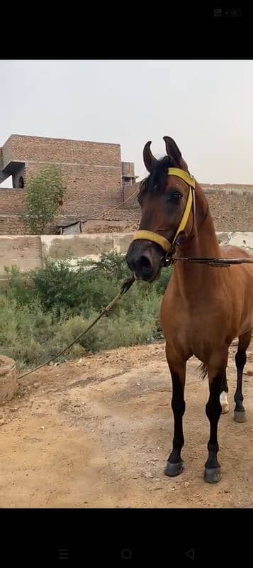 makda ghoda for sale location Karachi title horse 3