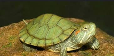 red eyer slider turtle for sale