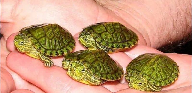 red eyer slider turtle for sale 1