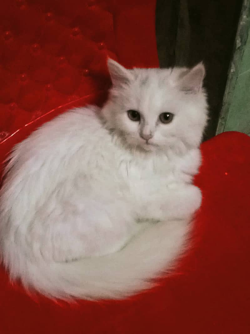 Male female cat for sale location layyah safe cargo avelible All pak 0