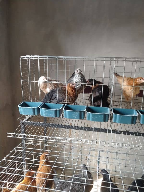 Layer hens setup 3