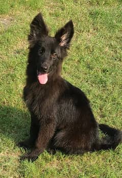 Black shafad female pink padgree for sale