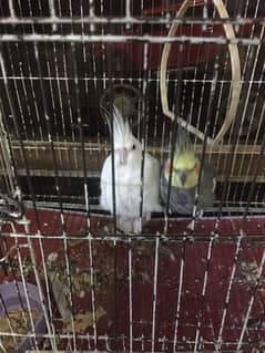 cockatiel