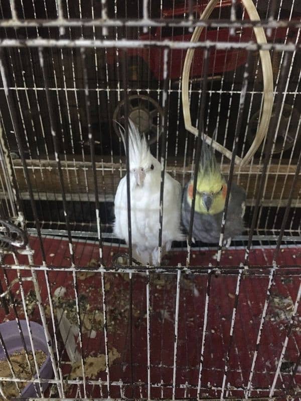 cockatiel 0