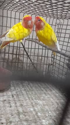 Urgent love bird breeder pair sale