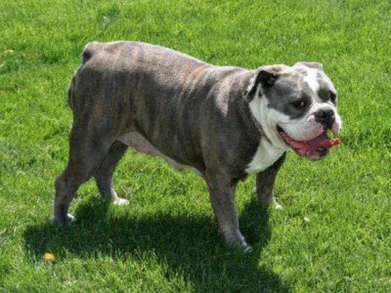 English bulldog 0