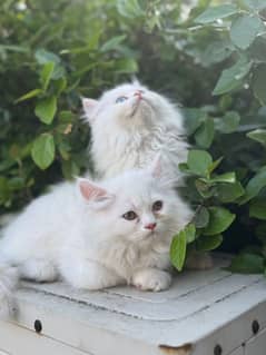 Persian kitten