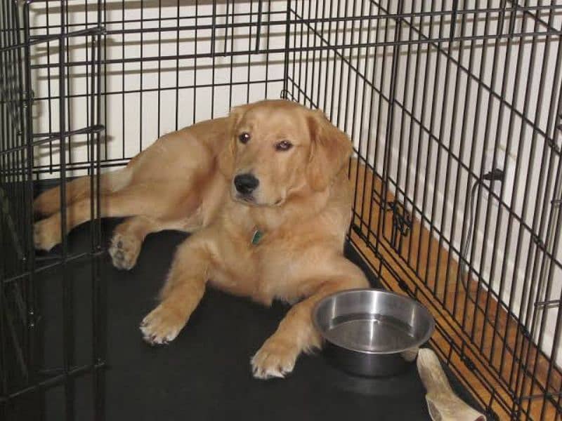 Golden retriever pups 1