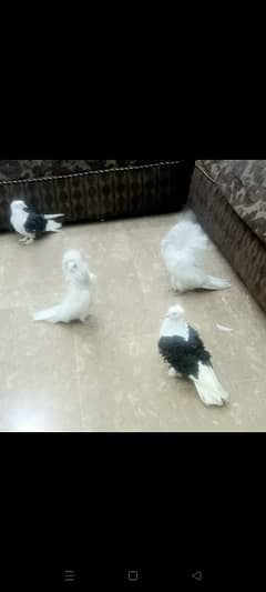 fancy Pigeons