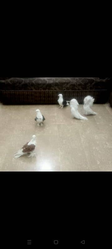 fancy Pigeons 1