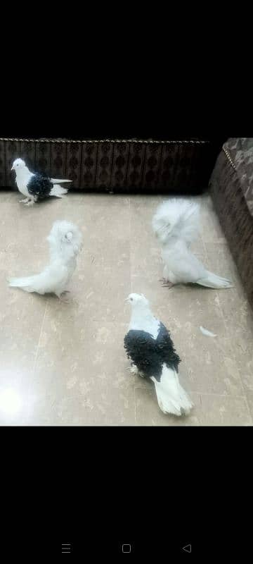 fancy Pigeons 2