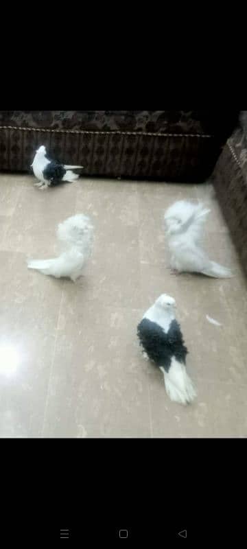 fancy Pigeons 3