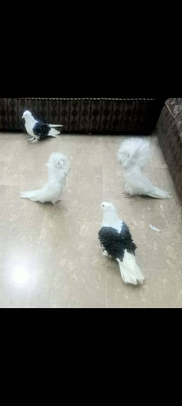 fancy Pigeons 6