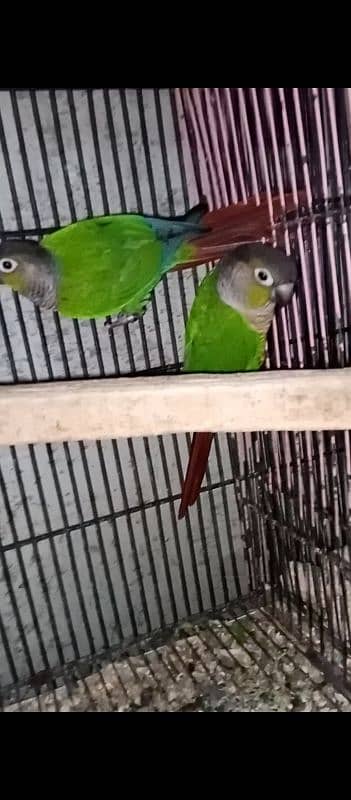 sun conure breeder 2