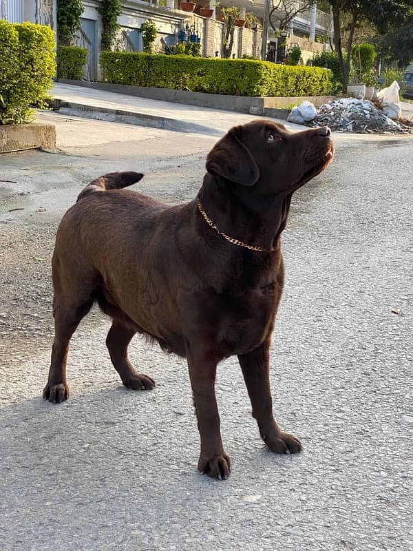 British lebrador pedigree female available for sale 0