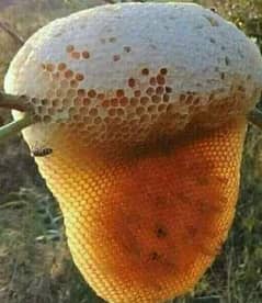 Natural Forest Honey