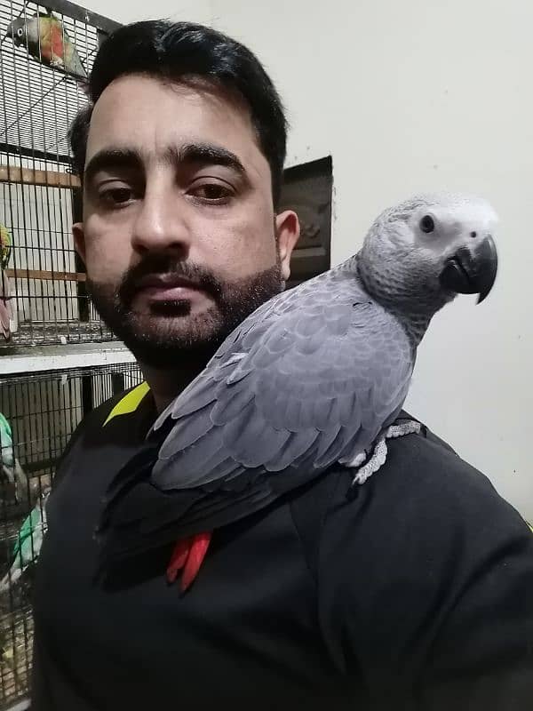 African Grey Parrot Grey Parrot chicks talking African Grey Parrots 0