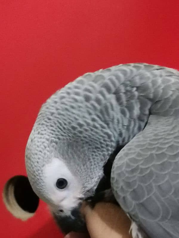 African Grey Parrot Grey Parrot chicks talking African Grey Parrots 1