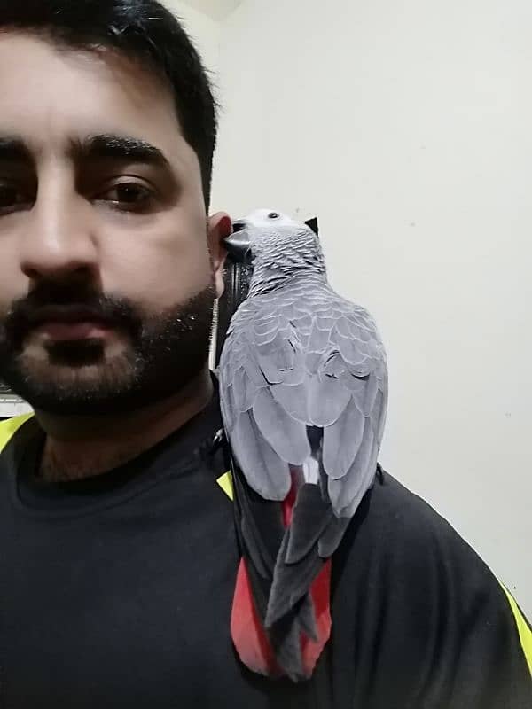 African Grey Parrot Grey Parrot chicks talking African Grey Parrots 3