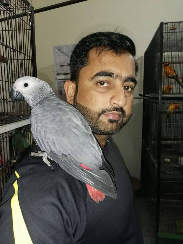 African Grey Parrot Grey Parrot chicks talking African Grey Parrots 4