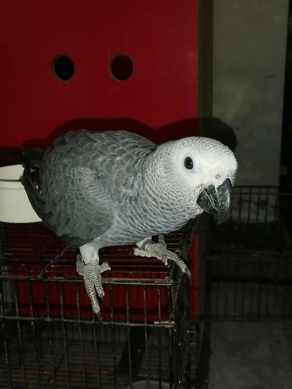 African Grey Parrot Grey Parrot chicks talking African Grey Parrots 5