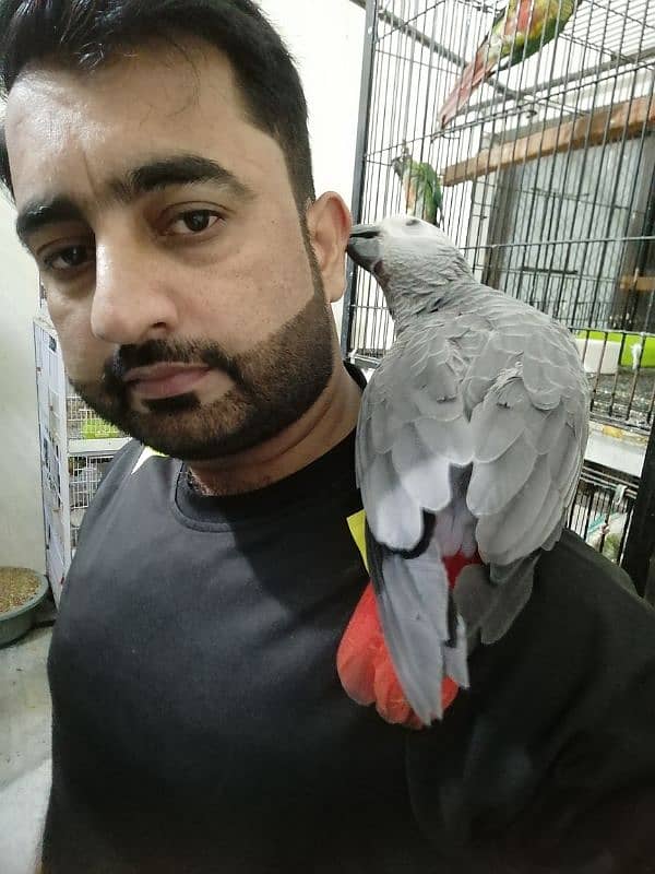 African Grey Parrot Grey Parrot chicks talking African Grey Parrots 7