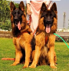 German Shepherd pair long coat for sale