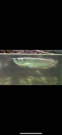 arowana and hybrid red tail shovelnose catfish