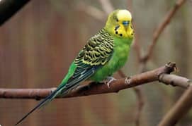 Budgie parrot